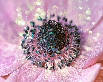 pink flower glitter photo - poster canvas print hard foam dibond - 10x15 20x30 30x45 40x60 50x75 60x90 80x120 100x150 - close-up fine art
