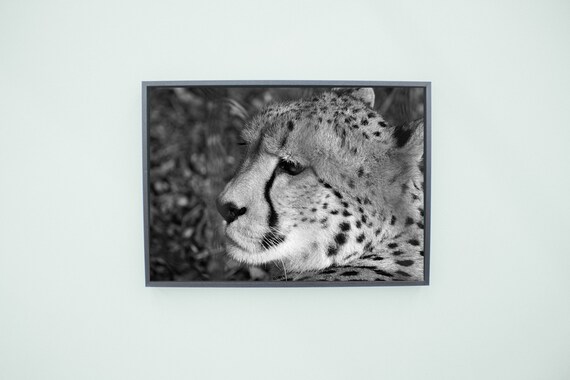 Anmutiger Schneeleopard Blaue Augen Leinwandbild Wanddeko Kunstdruck
