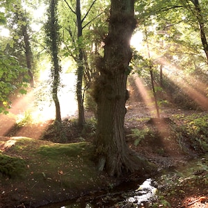Wald Sonnenstrahlen Foto - Poster Leinwand oder Hartschaum - 10x15 20x30 30x45 40x60 50x75 60x90 80 x120 100x150 - Landschaft Natur Licht