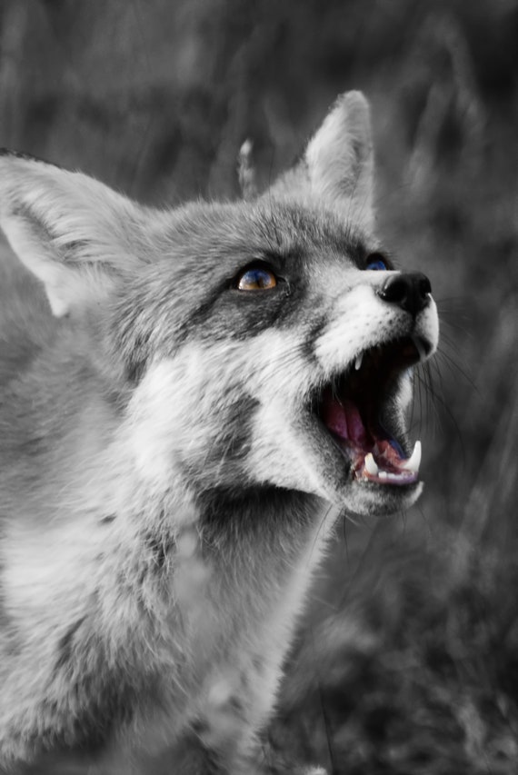 Fox Black And White Photo Art Print As Poster Canvas Or Hard Etsy
