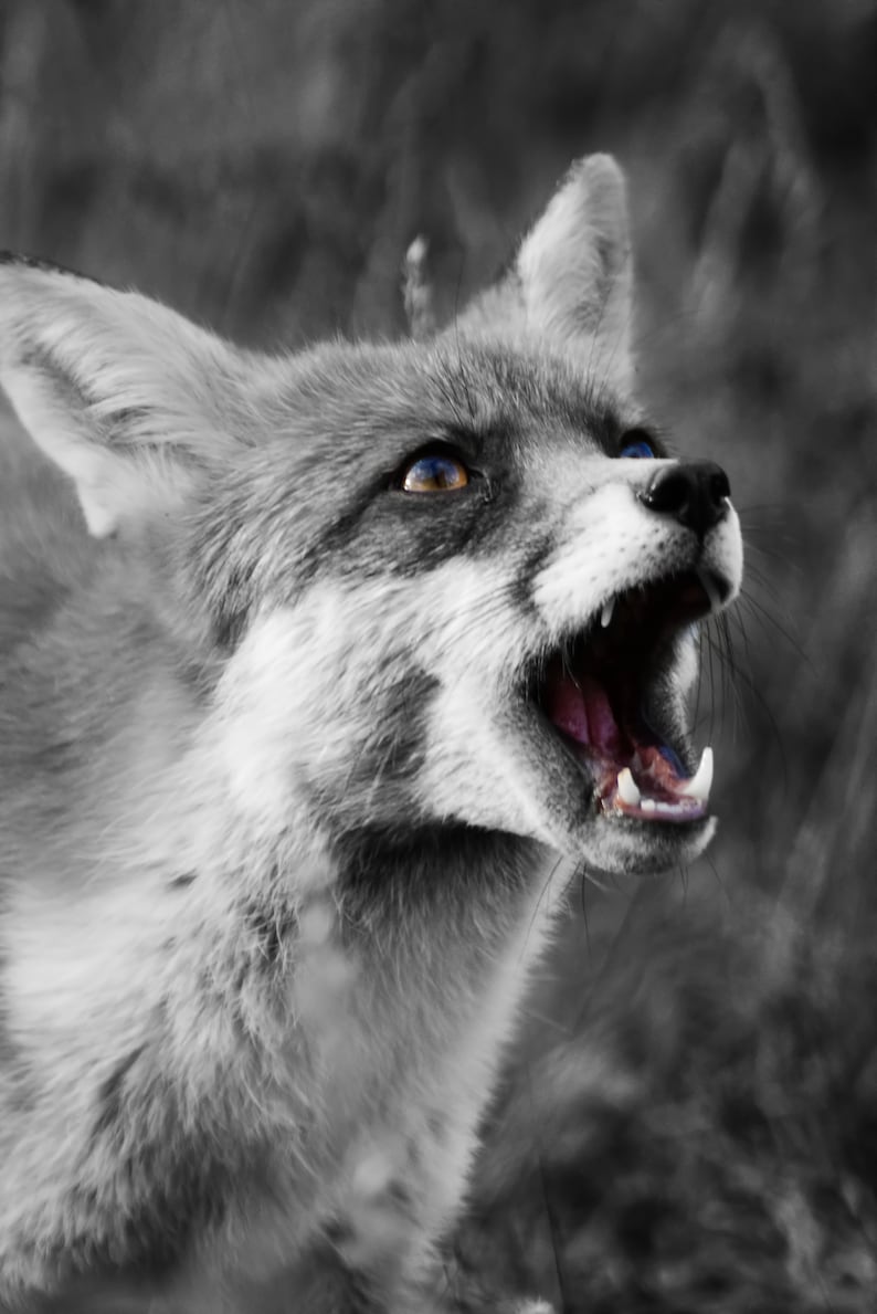 FOX PORTRAIT ANIMAL WILDLIFE PHOTOGRAPHY ART PRINT Poster Decor Wall Picture