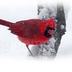 Red Cardinal Christmas Photo: Winter Bird Digital Image (Digital Download)