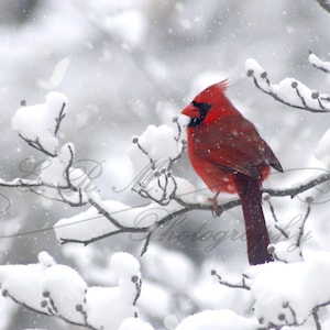 Christmas Card Cardinal Images Beautiful Red Bird in the Winter Snow Digital Photo