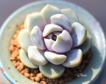 Succulent Live Plant Echeveria Suryeon