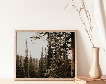 Forest Print, Colorado Pine Trees, Minimal Nature Wall Art, Landscape Photography, Rocky Mountain National Park, Digital Download