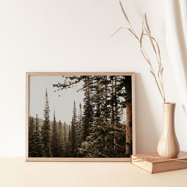 Forest Print, Colorado Pine Trees, Minimal Nature Wall Art, Landscape Photography, Rocky Mountain National Park, Digital Download