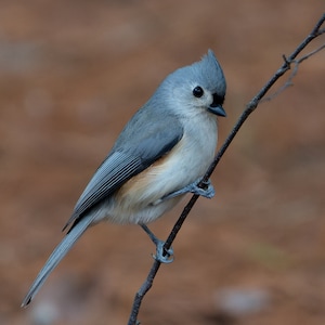 Tufted Titmouse on Branch, Massachusetts