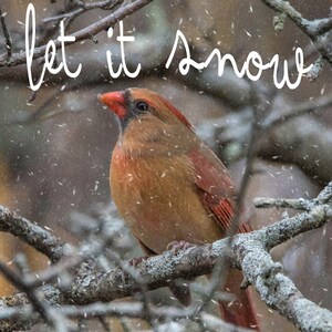 5 conjuntos de cartões de feriados e envelopes, Cardinal Let it Snow, cartões dobrados de 5 x 7 polegadas, conjunto de inverno de 5 cartões e envelopes,