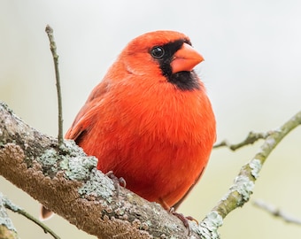 Cardinal du Nord, Mâle sur la branche, Massachusetts