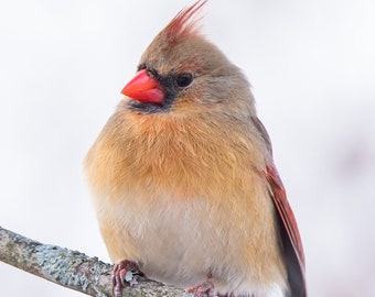 Northern Cardinal, Female on Branch, Massachusetts