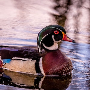 Wood Duck on the Lake II