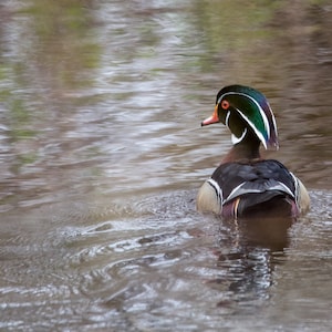 Wood Duck on the Lake
