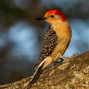 Red-bellied Woodpecker on Branch, Massachusetts