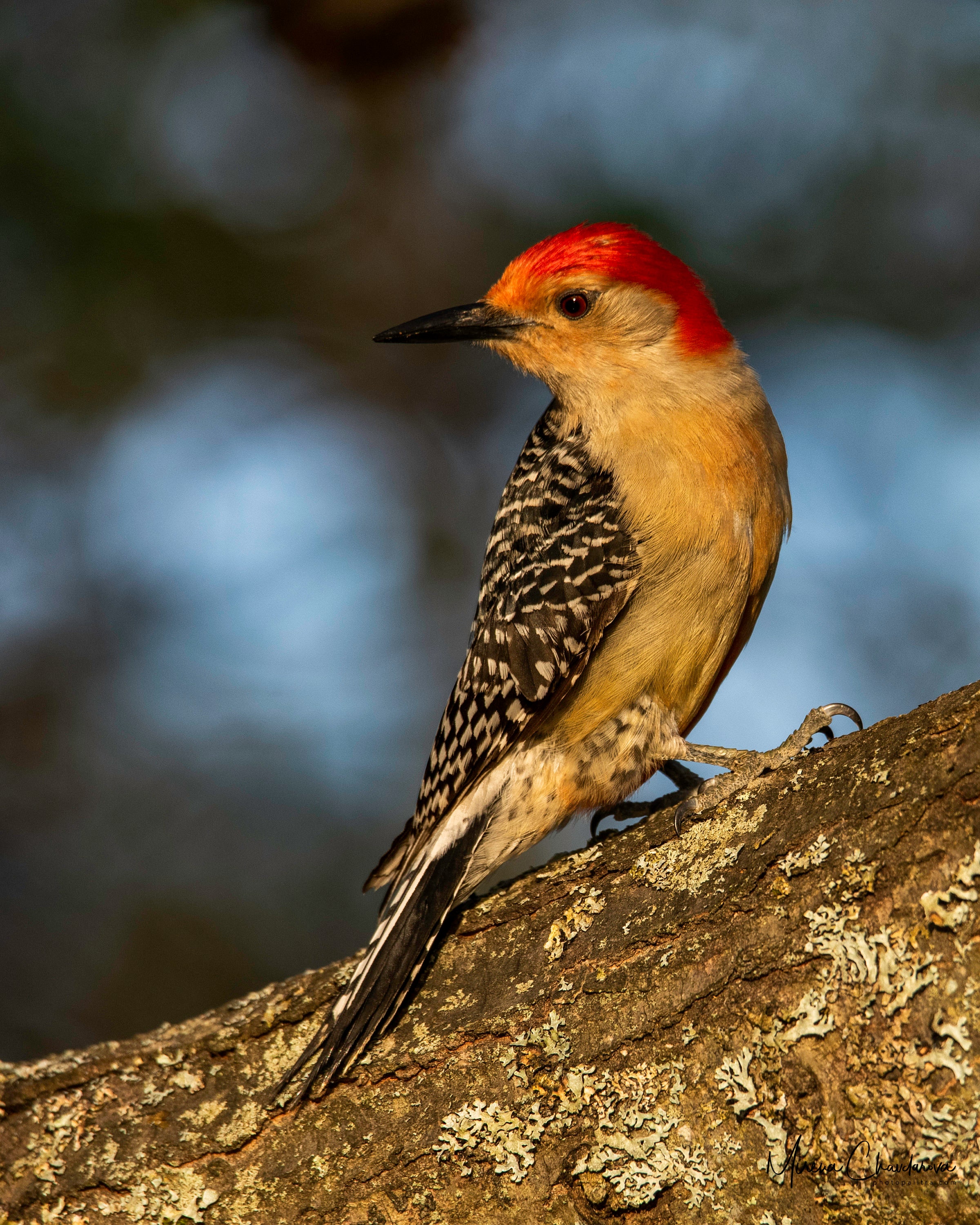 Redbellied Woodpecker on Branch, Massachusetts Etsy