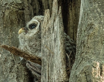 Barred Owlet, Massachusetts