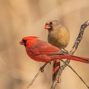Lovely Northern Cardinal Couple, Massachusetts