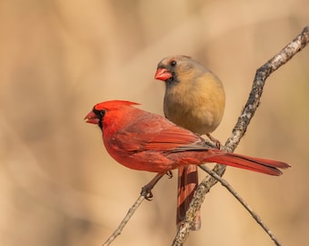 Lovely Northern Cardinal Couple, Massachusetts