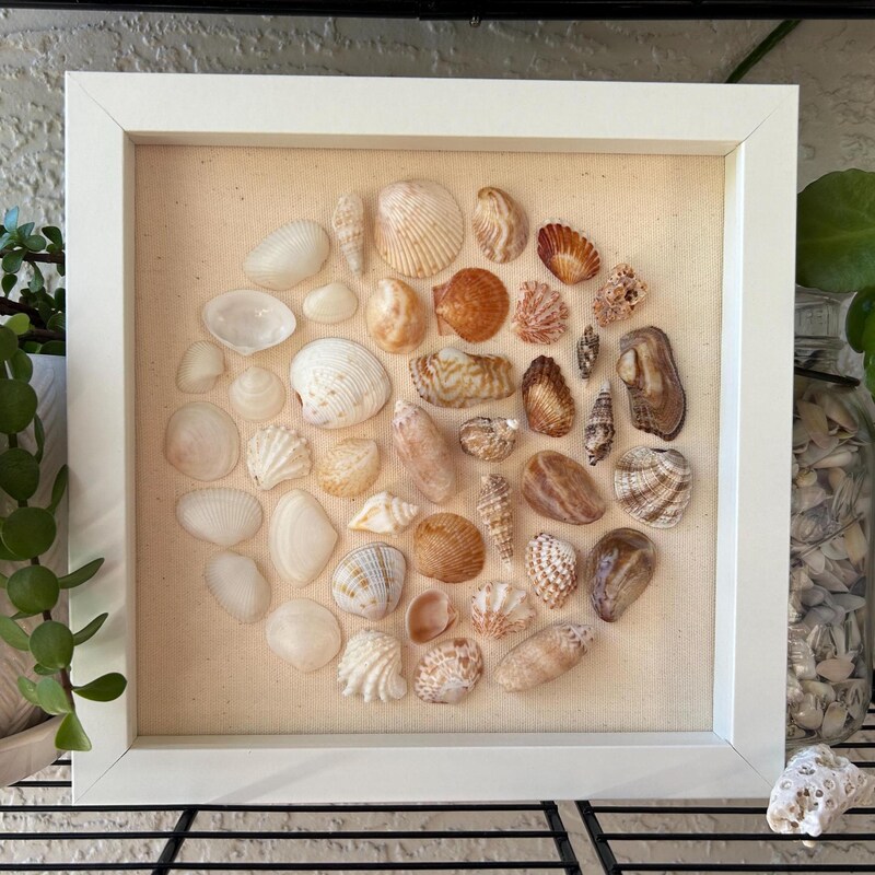 Shell Shadow Box - Etsy