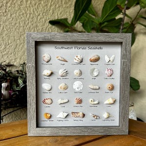 Bingo! Shell ID Shadow Box / Authentic Florida Gulf Shells