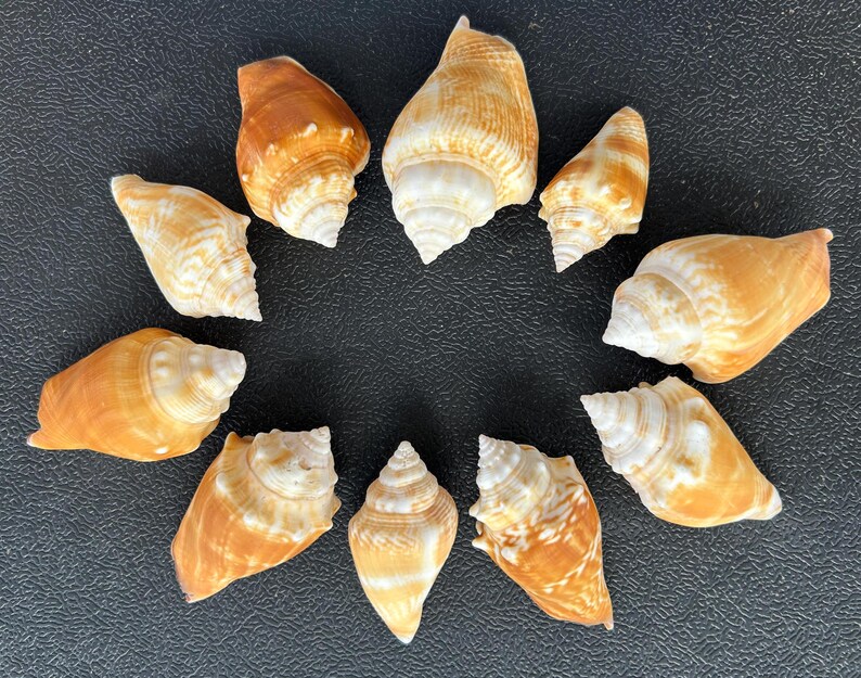 10 Florida Conch Shells Etsy