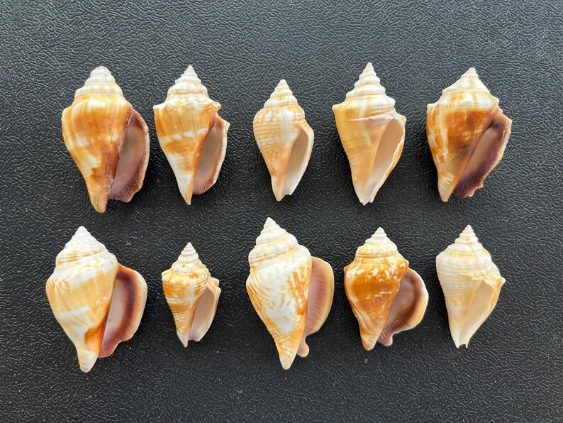 10 Florida Conch Shells Etsy