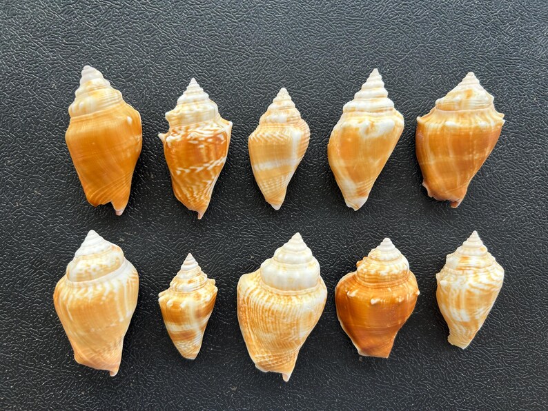 10 Florida Conch Shells Etsy