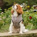 see more listings in the Pet Cloths section