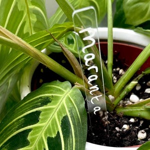 May include: A Maranta plant with striking green and white striped leaves. A clear label with the word "maranta" is inserted into the soil. Several clear plant labels are in the foreground. The plant is in a white pot.