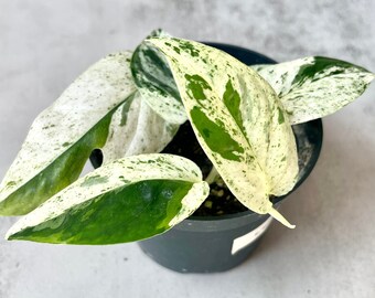 Epipremnum Pinnatum 'Marble' 8cm - Rare Aroid Houseplant