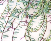 String of Bananas (Senecio Hallianus) Cutting - RARE Succulent Trailing Houseplant