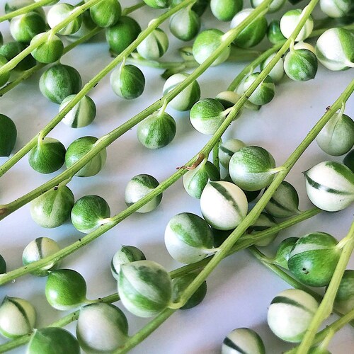 Variegated String of Pearls Cutting senecio Rowleyanus Etsy UK