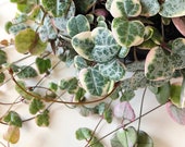 Variegated String of Hearts cutting (Ceropegia woodii 39 variegata 39 ) - Rare trailing houseplant