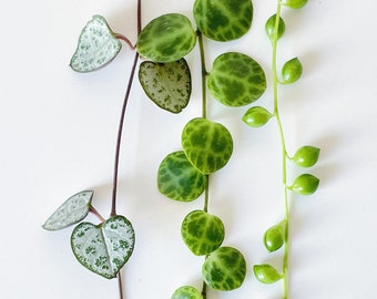 Trailing Houseplant Cuttings Set: String of Turtles, Hearts, & Pearls
