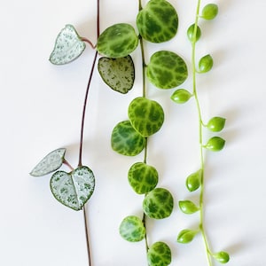 May include: Three different types of houseplants with green leaves. The plant on the left has silver-green leaves. The plant in the middle has round, green leaves with white markings. The plant on the right has small, round, green leaves.
