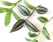 Tradescantia Cuttings Bundle - Three types - Zebrina, Quicksilver and Tricolour