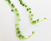 String of Pearls (Senecio rowleyanus) Cuttings - Trailing Succulent Houseplant