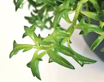 String of Dolphins (Senecio peregrinus) cutting - Rare indoor succulent