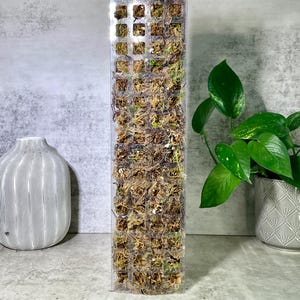 D-Shaped Plastic Moss Pole | 38cm (15”) Houseplant Support with Fresh Sphagnum Moss | Extendable