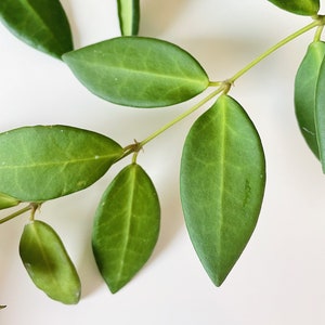 Hoya Burtoniae Cutting Cutting - Rare Houseplant