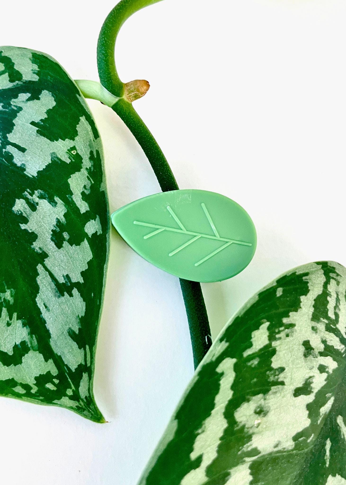 Sticky Wall Plant Clips | Vining Support Etsy - Plantasiahouseplants