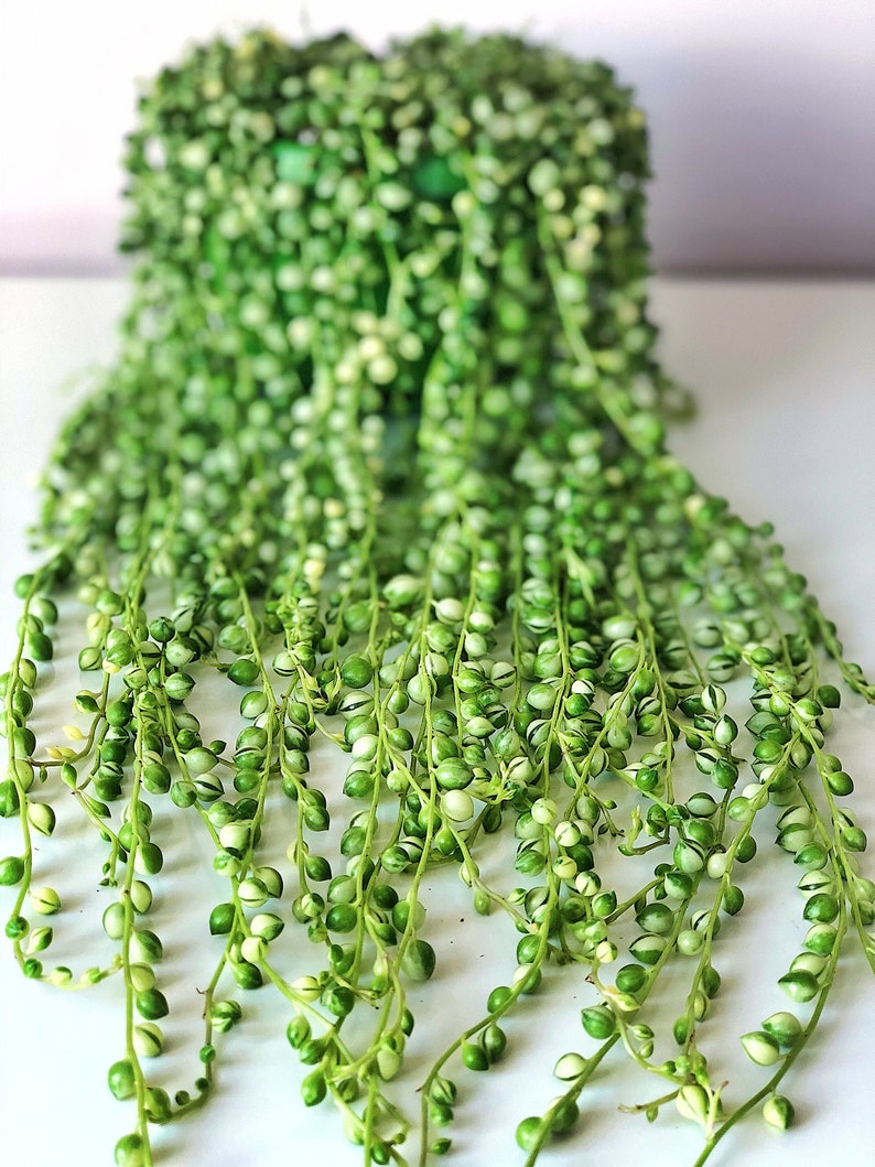 Variegated String of Pearls Cutting senecio Rowleyanus Etsy UK