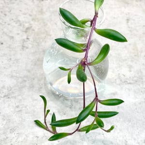 May include: A small, clear glass vase with a rounded base and a narrow neck, filled with water. A vibrant green succulent plant with elongated leaves and a purple stem is placed inside the vase, creating a minimalist botanical display.