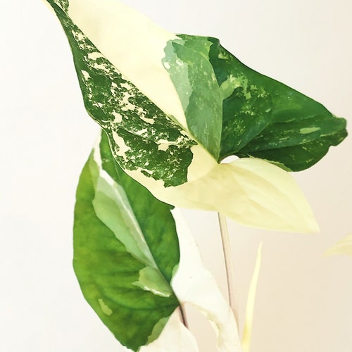 Syngonium Albo Cutting - Rare Variegated Aroid Houseplant