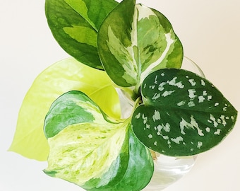Pothos Cuttings Bundle - Create your own Bundle - Golden, Manjula, Marble Queen, Global Green, Satin and N'joy - Trailing Houseplant Cutting