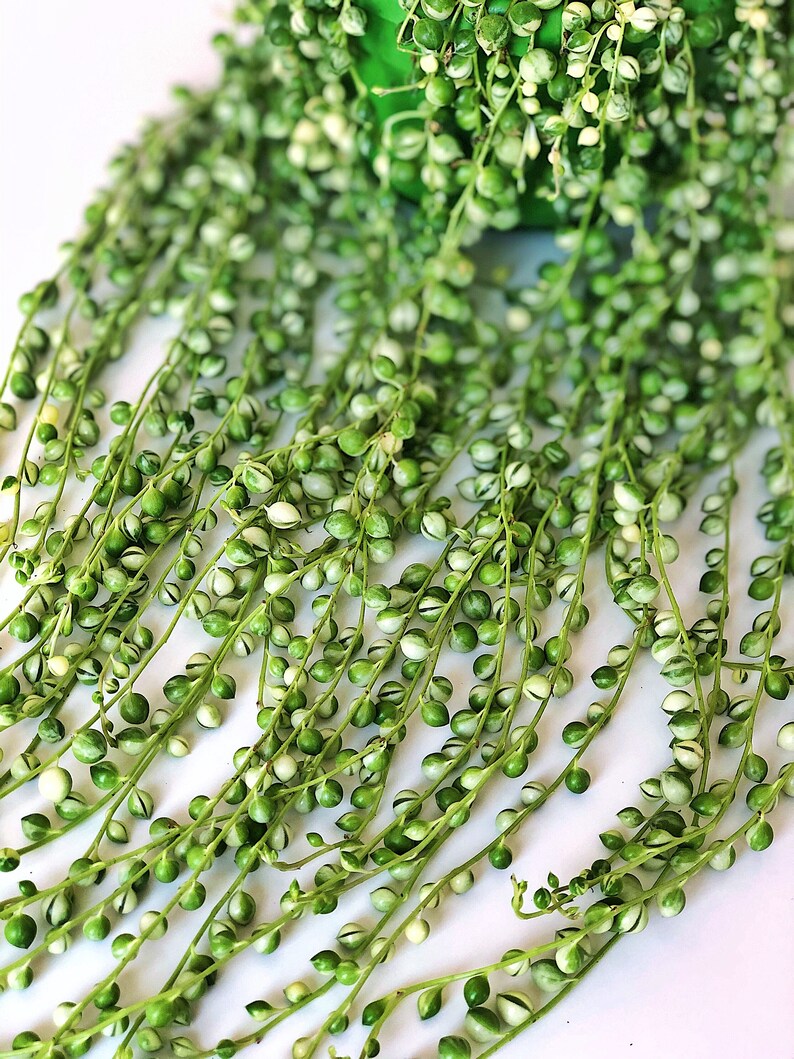 Variegated String of Pearls Cutting senecio Rowleyanus Etsy UK