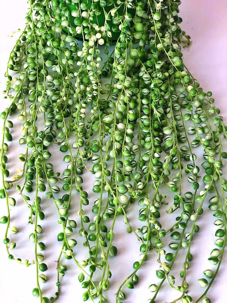 Variegated String of Pearls Cutting senecio Rowleyanus Etsy UK
