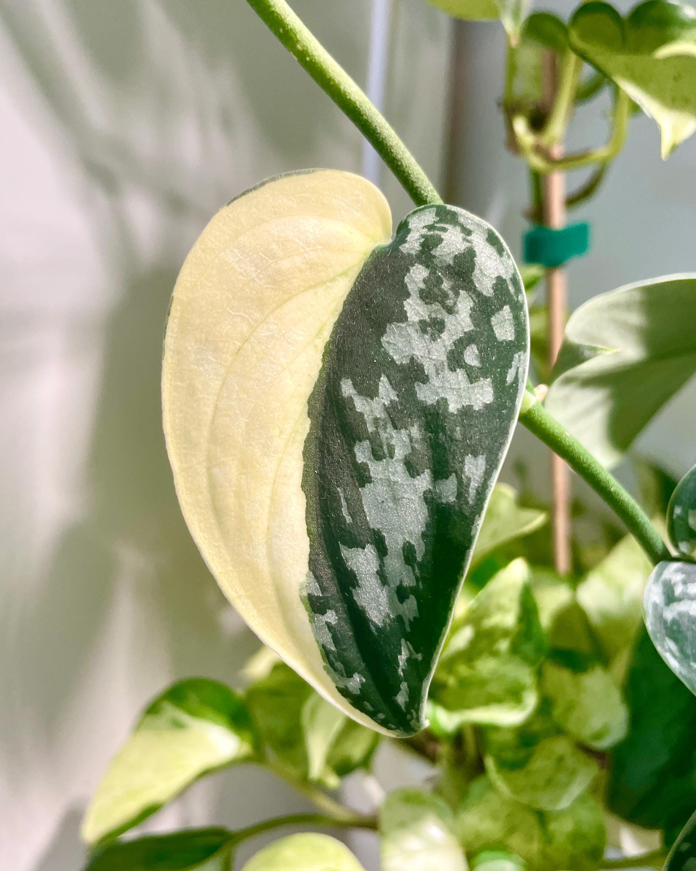 hoya nabawaensis variegated カット苗 hoya nabawaensis variegated カット苗 oya nabawaensis