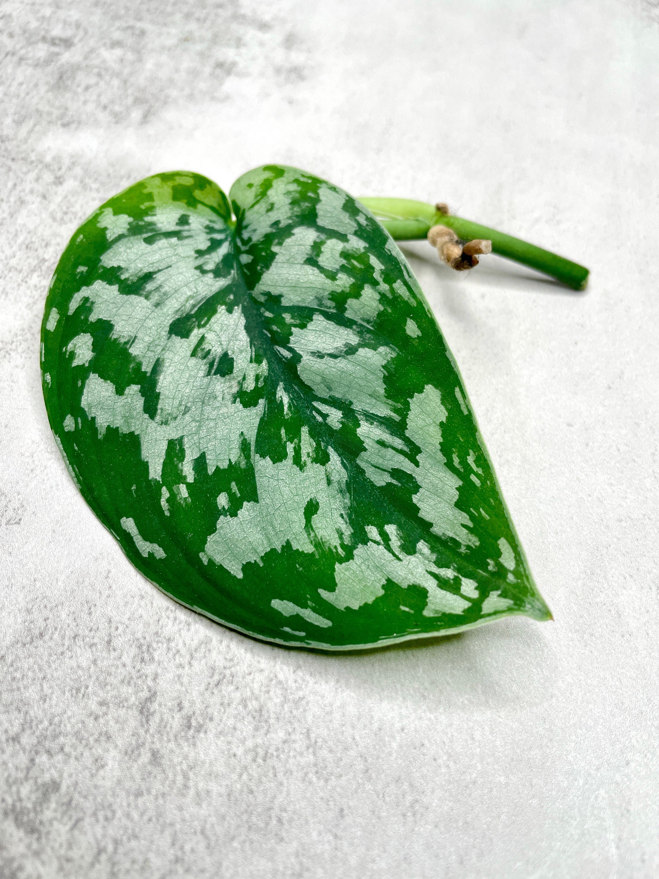 希少❣️Scindapsus GreenArmy TricolorSplash❣️A 希少❣️Scindapsus GreenArmy TricolorSplash❣️A