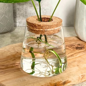Glass Houseplant Propagation Vase