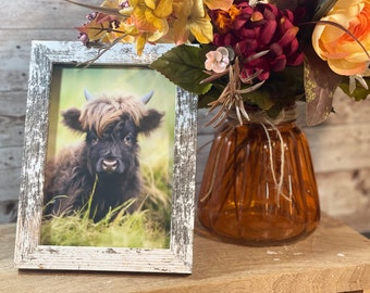 Farmhouse Framed Mini Highland Calf Art/ Highland Calf Laying in Grass/ Cow Photography/ Cow Decor, Distressed Frame